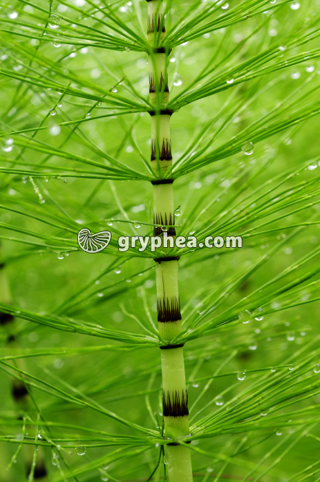 Grande Prêle - détail d'une tige stérile chlorophyllienne  (Equisetum telmateia) - gryphea.com